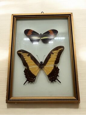 Vintage Framed Real Butterfly Display Curved Glass